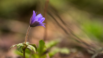  Doux Printemps