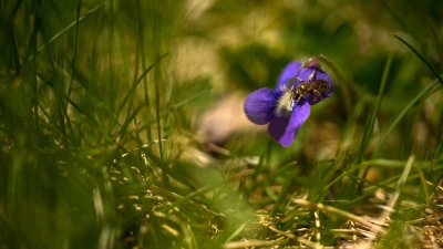 Hyménoptère sur Violette