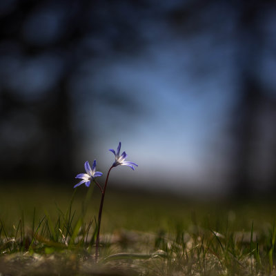 Doux Printemps