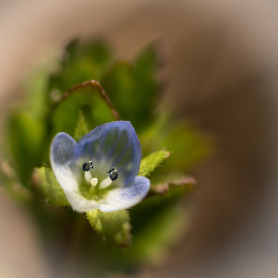  Doux Printemps 