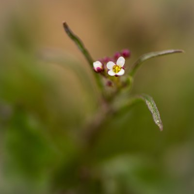  Doux Printemps 