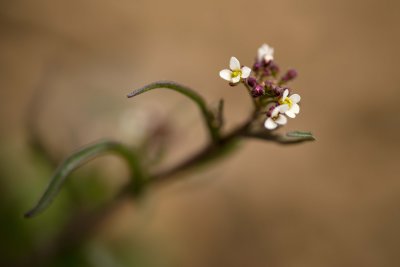  Doux Printemps 