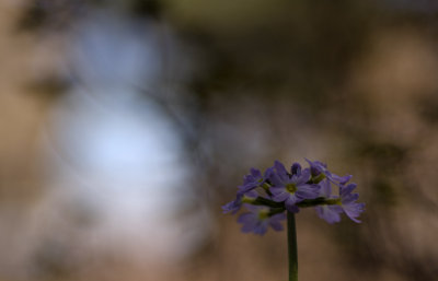  Doux Printemps
