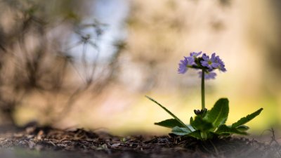  Doux Printemps