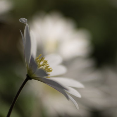  Doux Printemps - Anmone