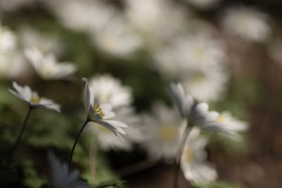 Doux Printemps - Anmones