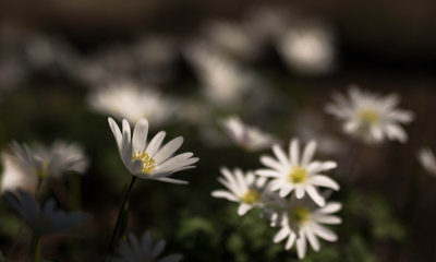 Doux Printemps - Anmone