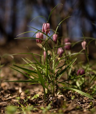 Fritillaire 