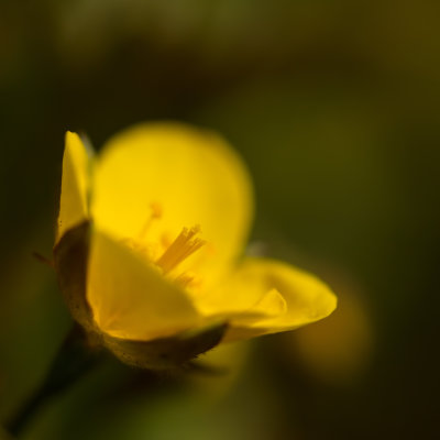 Doux Printemps 