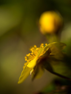 Doux Printemps 