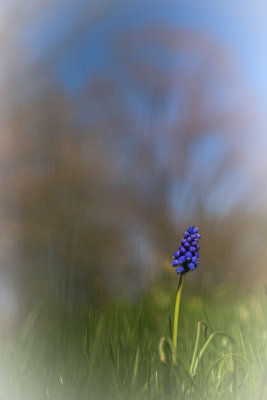 Doux Printemps - Muscari