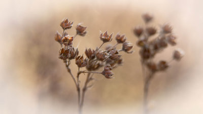 Vestiges de Potentilles