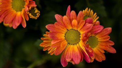 Fleurs 