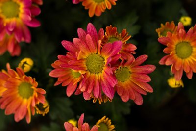 Fleurs