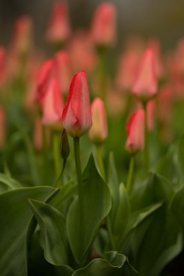 Tulipes 