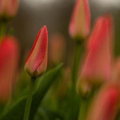  Tulipes 