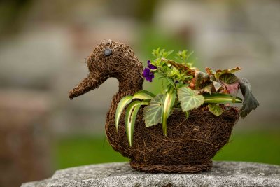 Canard