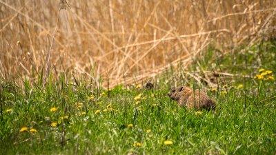  Marmotte