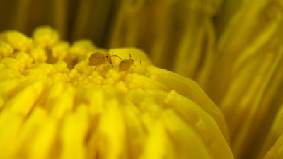 Collemboles sur Pissenlit