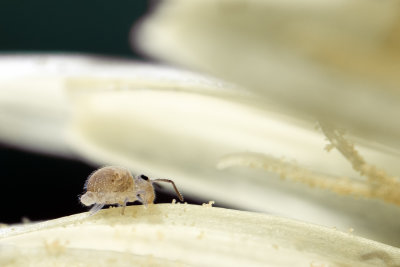 Collembole sur Pissenlit