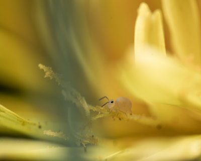 Collembole sur Pissenlit