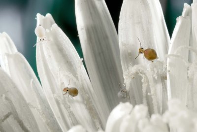 Collembole sur Pissenlit
