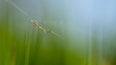  Araigne (Tetragnathidae)