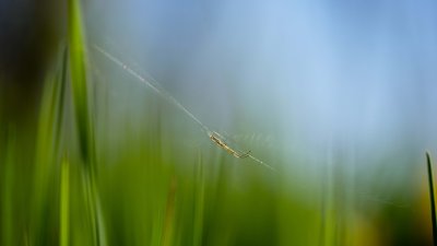  Araigne (Tetragnathidae)