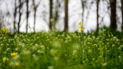  Doux Printemps 