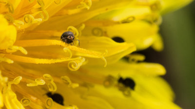 Collembole sur Pissenlit 