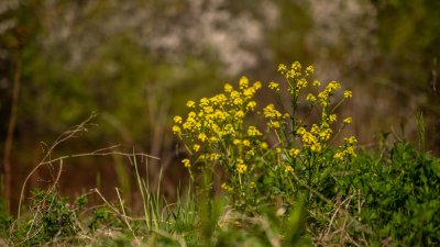 Herbe de Sainte-Barbe