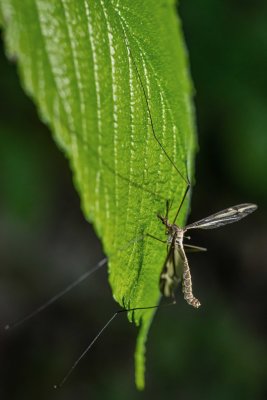 Tipule 