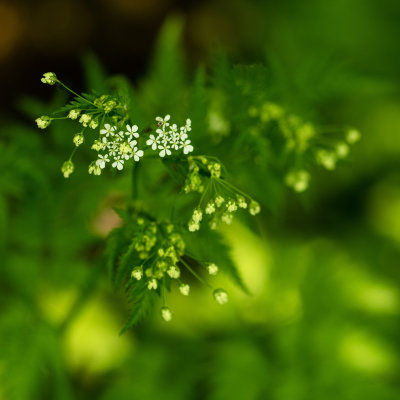 Doux Printemps 