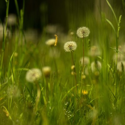Doux Printemps 