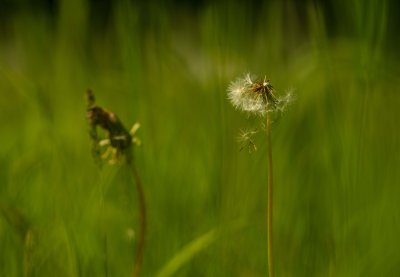 Doux Printemps