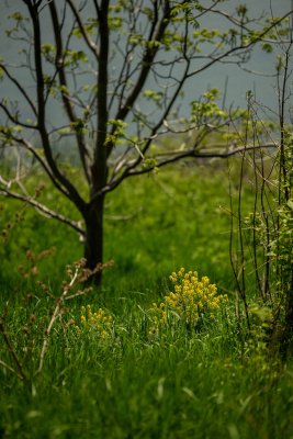Doux Printemps 