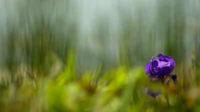  Iris