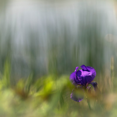 Iris 