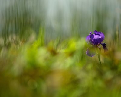 Iris 