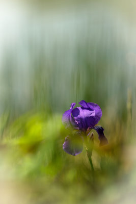 Iris 
