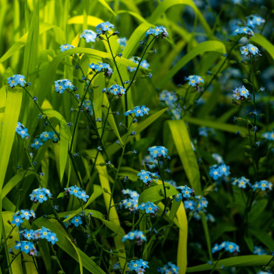  Doux Printemps 