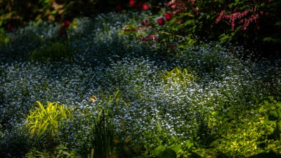  Doux Printemps 