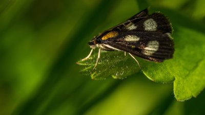 Alypie  huit points - Alypia octomaculata