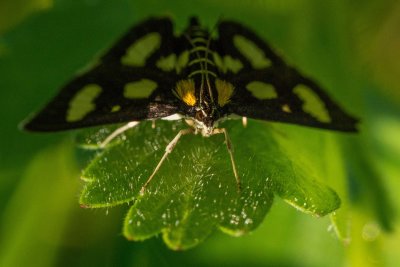 Alypie  huit points - Alypia octomaculata