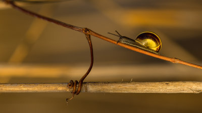 Escargot
