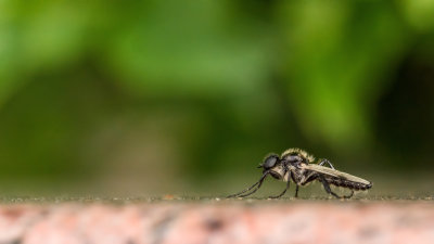  Asilidae