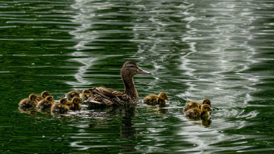 Quelle famille!