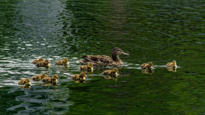 Quelle famille! 