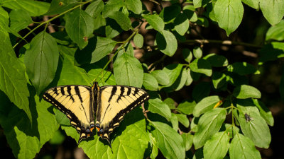  Papillon tigr 
