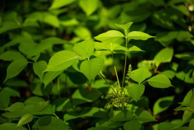  Herbe  puces - Rhus radicans 